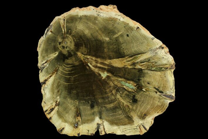 Triassic Petrified Wood (Woodworthia) Slab - Zimbabwe #124218